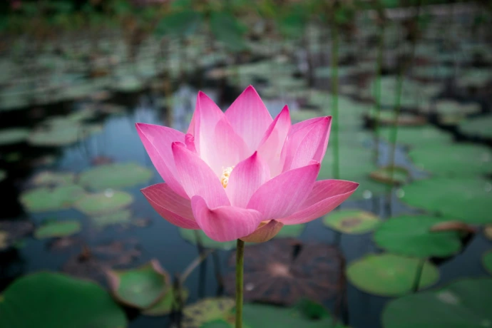 a large pink flower sitting on top of a lush green field